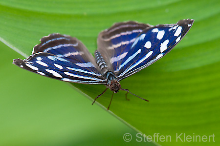 217 Fleck-Schillerfalter - Myscelia cyaniris